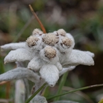 Apennine edelweiss (Leontopodium nivale