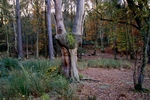 Buchan Park 2 - 11