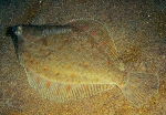 Pleuronectes platessa