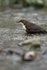 DIPPERS