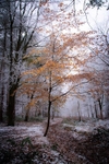 Little Brown Tree