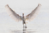 Spoonbill with wings spread after landing on Brownsea Lagoon