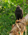 Common Black Hawk perched on a sloping tree trunk at Bosque del Cabo