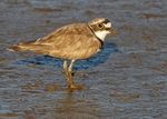 Little Ringed Plover 2
