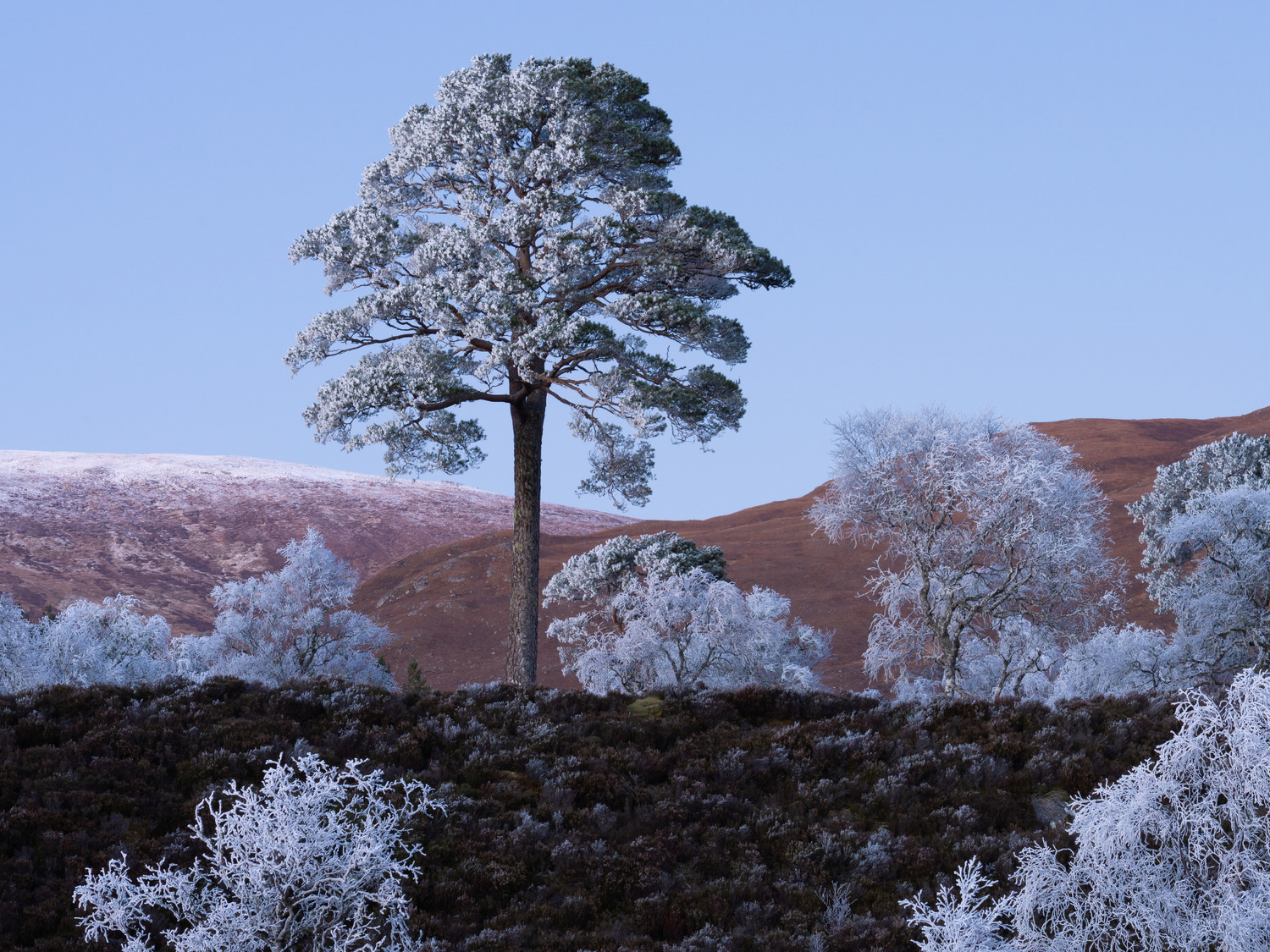 Frosted Pine I