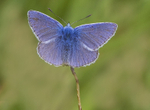 Common Blue