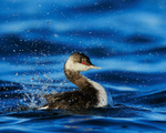 Slavonian Grebe bathing, Farmoor Reservoir