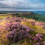 Early Heather