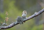 Tree Pipit