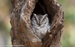 Indian Scops-owl