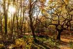 Autumn in the Forest