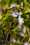 Blue Tit in foliage