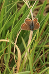 Silver-studded Blue (female), Arne, Dorset