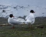 20100501-WE 076