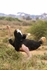 _M7B0066 Amboseli