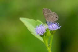 Common Line Blue