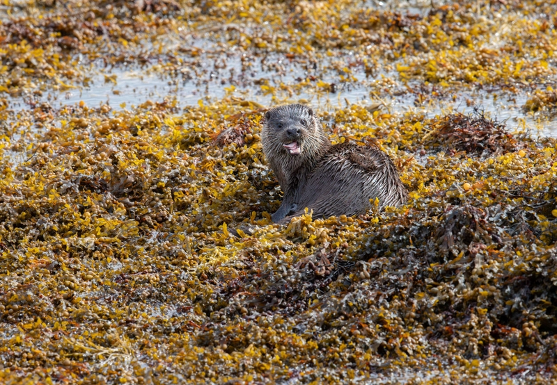 Eurasian Otter - Isle of Mull - Scotland