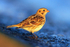 Lapland Bunting in golden evening light