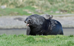 Fur seals fighting