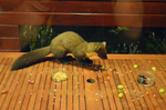 Pine Marten