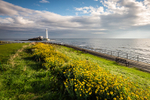 Wildflowers by St Mary's Lighthouse (2)