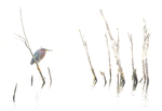 Green Heron