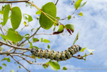 Mopani Worm in habitat