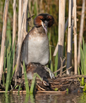 Great Crested Grebe - Podiceps cristatu