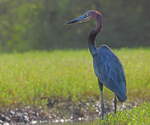 Goliath Heron