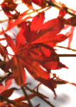 Acer Patterns