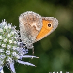 Small heath (Coenonympha pamphilus)