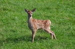 Red Deer