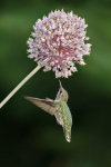 Anna's & allium