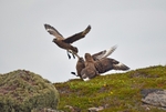 Great Skuas