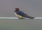 Swallow