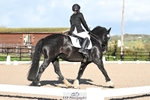 Dressage Qualifier - Click to View Photos portfolio