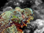 Stonefish