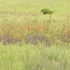 AUGUST MEADOW #5