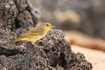 Yellow Warbler, San Cristobal, Galapagos