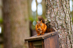 Red Squirrel - DSC_7114