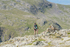 Duddon Long-1203