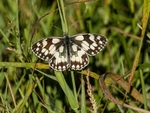 Marbled White