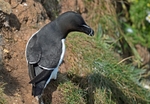 Razorbill