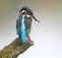Female Kingfisher