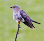 Female Cuckoo