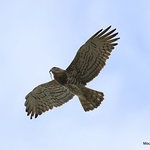 Short toed Eagle (Circaetus gallicus)