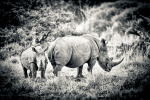 Rhino Kenya