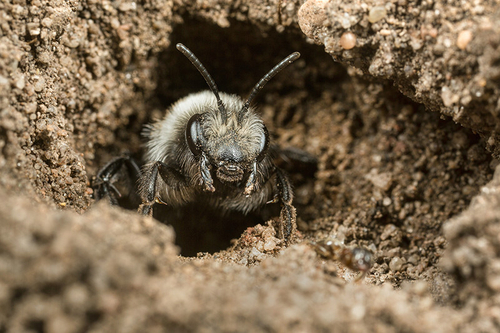 [i]Andrena cineraria]/i] female emerging from her nest burrow. Staffordshire garden, May 2016.