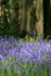 Bluebells   _ FL049