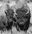 Bison young and old